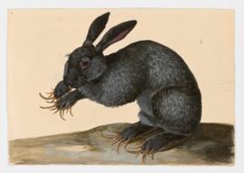 European Rabbit, Common Rabbit, Domestic Rabbit