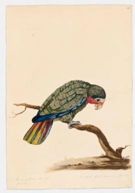 White headed American Parrot