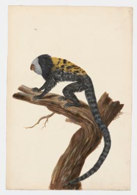 Geoffroy's Marmoset, Geoffroy's Tufted-ear Marmoset, White-headed Marmoset