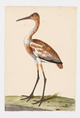 Whooping Crane, immature