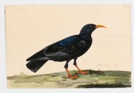 Chough