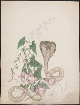 Cobra and pink flowers