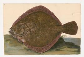 Turbot