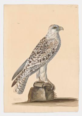 Greenland Falcon