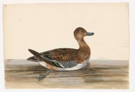 Wigeon [female]