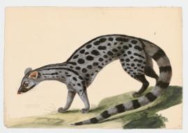 Asiatic or Indian Civet