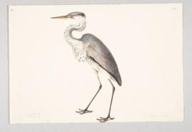 Grey heron (Ardea cinerea)