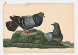 Rock Dove, Rock Pigeon