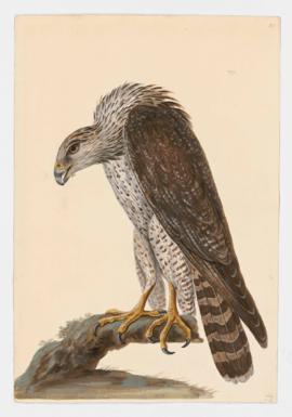 Gyrfalcon