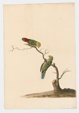 Vernal Hanging-Parrot