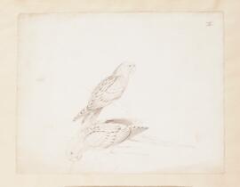 [Two unidentified parrots]