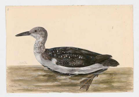 Open original Digital object