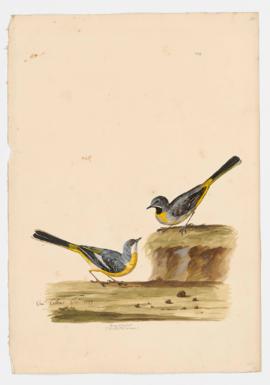 Grey Wagtail