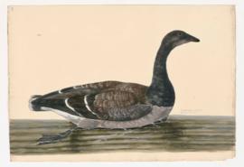 Brent-Goose (imm?)