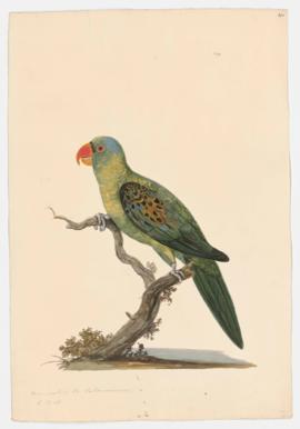 Blue-naped parrot