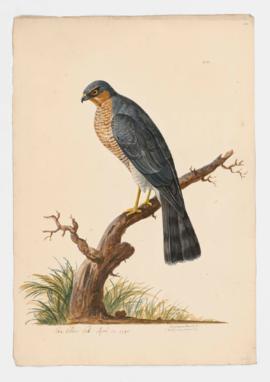 Sparrow-Hawk [male]