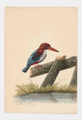 White-breasted Kingfisher