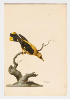 Golden Oriole