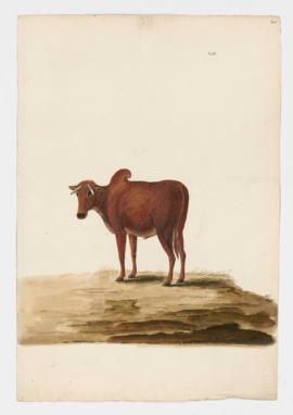 Common Cattle (Zebu variety), male