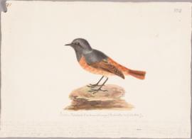 Black redstart (Phoenicurus ochruros)