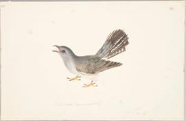 Grey-bellied cuckoo (Cacomantis passerinus)