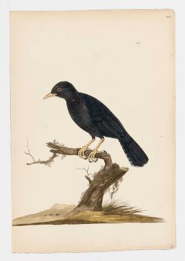 Eurasian Blackbird, male