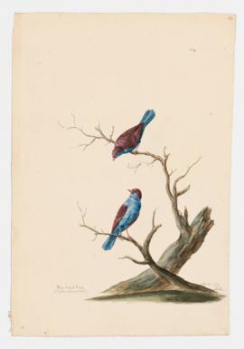 Blue-bellied finch