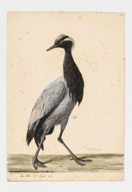 Demoiselle Crane