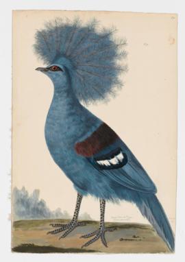 Great Crowned Pigeon