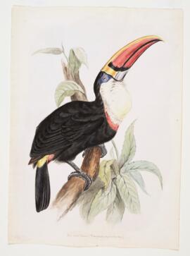 Red-billed toucan (Ramphastos toucanus)