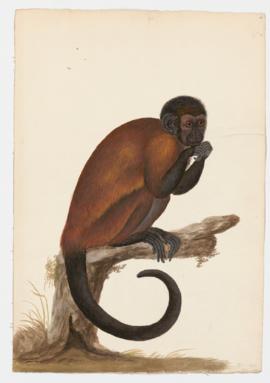 Tufted capuchin