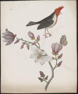 Red-crested cardinal