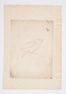 [Unidentified parrot]