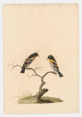 Brambling, male