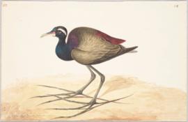 Bronze-winged jacana (Metopidius indicus)