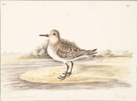 Sanderling (Calidris alba)