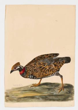 Common Francolin [male]