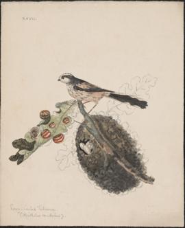 Long-tailed Titmouse (Aegithalos caudatus)