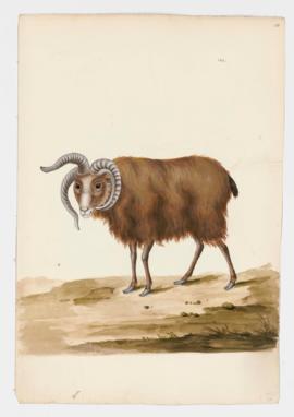 Domestic Goat, male