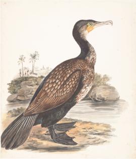 Great cormorant (Phalacrocorax carbo)