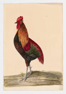 Domestic Fowl [male]Rumpless