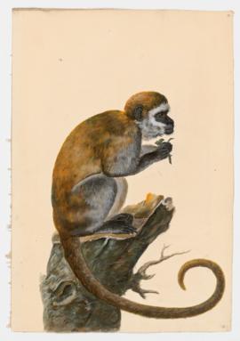 Tufted Capuchin, Brown Capuchin