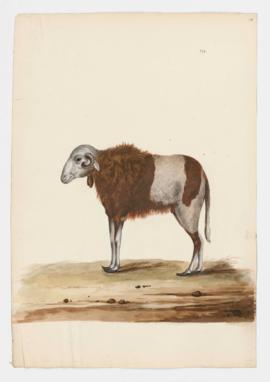 Domestic Sheep