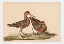 Bar-tailed Godwit