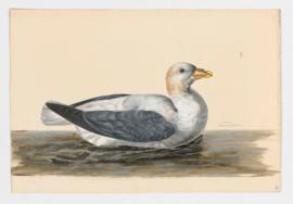 Fulmar