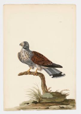 Eurasian Kestrel