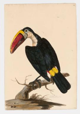 Red-billed Toucan