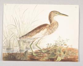 Indian pond-heron (Ardeola grayii)