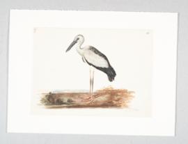 Asian Openbill (Anastomus oscitans)