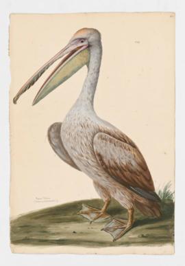 Brown Pelican